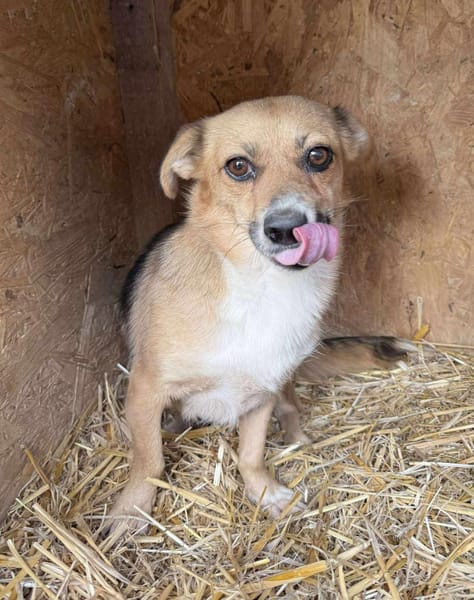 PEPITA 🐾❤ unsere kleine Maus