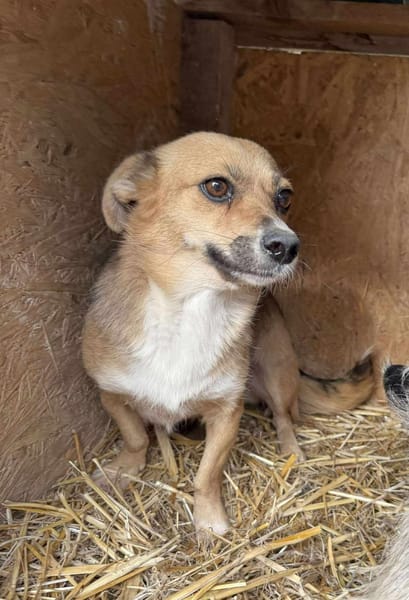 PEPITA 🐾❤ unsere kleine Maus