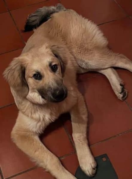 GARFIELD - lieb & anhänglich-