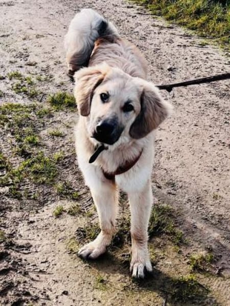 GARFIELD - lieb & anhänglich-