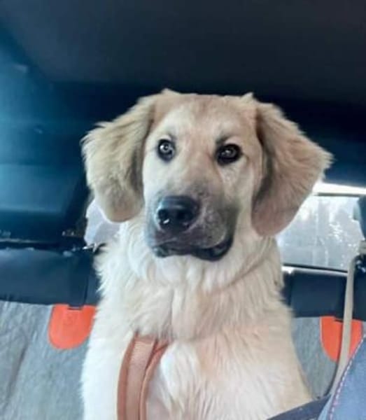 GARFIELD - lieb & anhänglich-