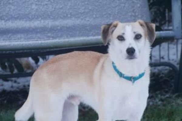 CHUSU * sanfter Seelenhund ✨  ✨