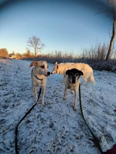 CHUSU * sanfter Seelenhund ✨  ✨