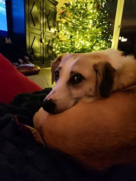 CHUSU * sanfter Seelenhund ✨  ✨