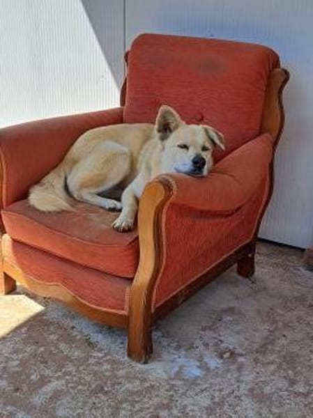 Hugo sucht einen Kuschelplatz