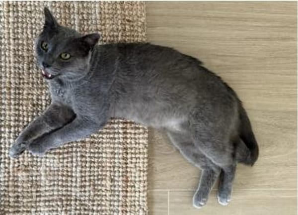 Sultan (FIV+) - liebenswert & freundlich