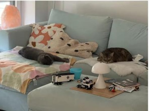 Sultan (FIV+) - liebenswert & freundlich