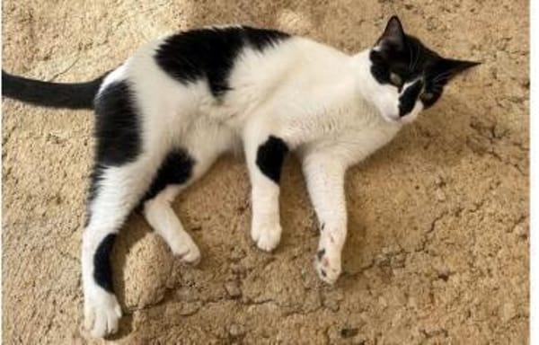 Fernando (+Pepper) - verschmust und lieb