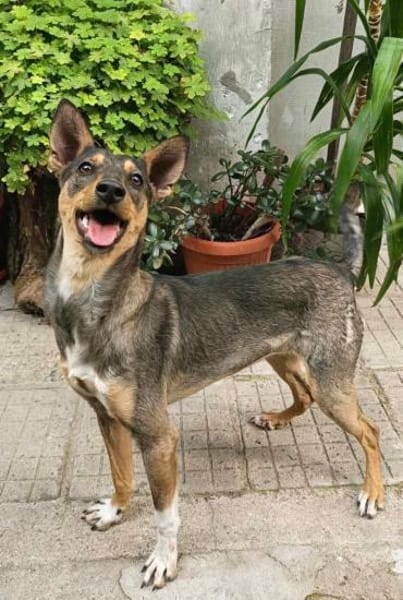 Intelligente, verspielte Daniela