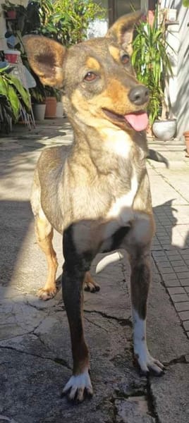 Intelligente, verspielte Daniela