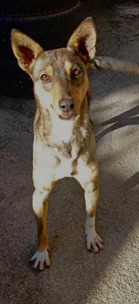 Intelligente, verspielte Daniela