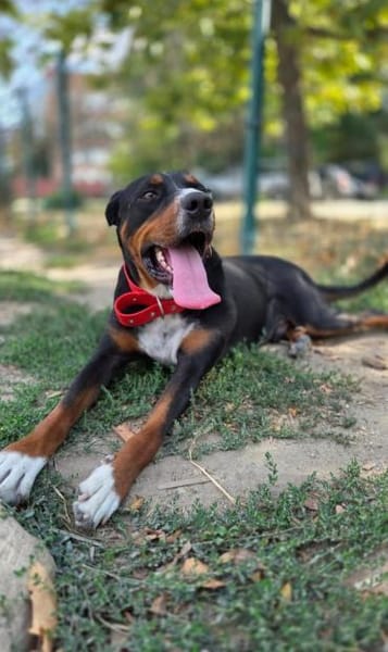 Tobi ein kinderfreundlicher lieber Hund
