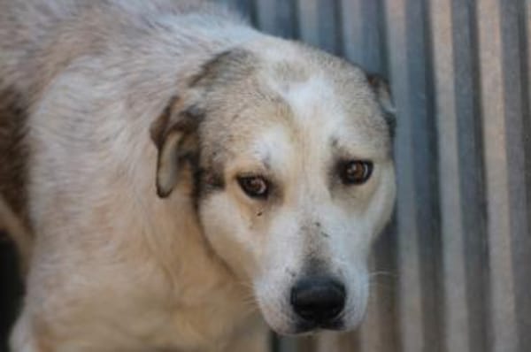 Rico - sehr sanft u.  liebenswert