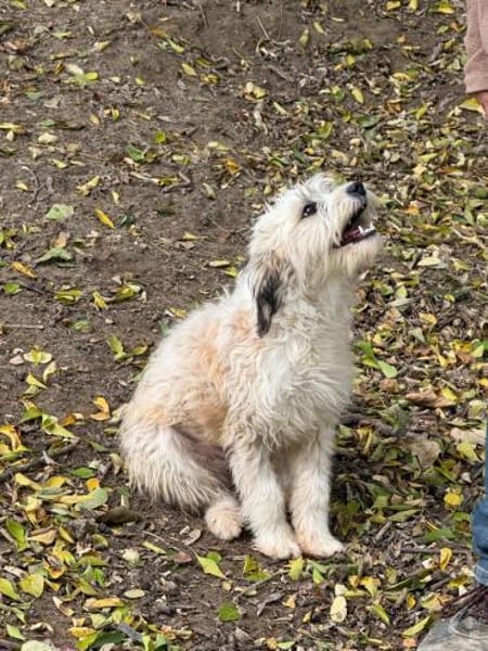 Ich heiße Mimoo .... mit Video