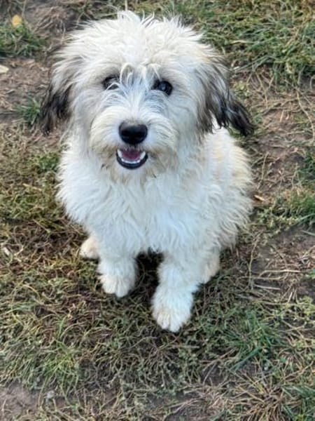 Ich heiße Mimoo .... mit Video