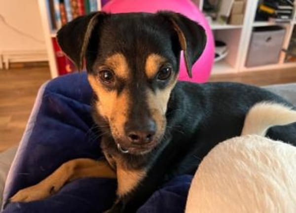 Phil, geb. ca. 12/2024, 53879 Euskirchen