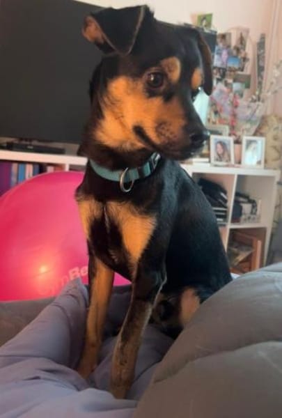 Phil, geb. ca. 12/2024, 53879 Euskirchen