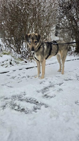 Lida -Sanfte, junge Hündin sucht Zuhause