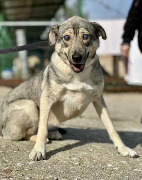 Lida -Sanfte, junge Hündin sucht Zuhause