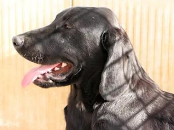 MARADONA - ab Februar in Oldenburg