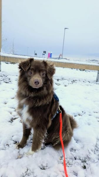 Sergio- sensibel und kuschelbedürftig