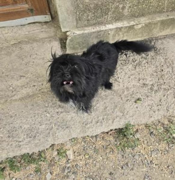 TEO - (liebevoll, lebensfroh)