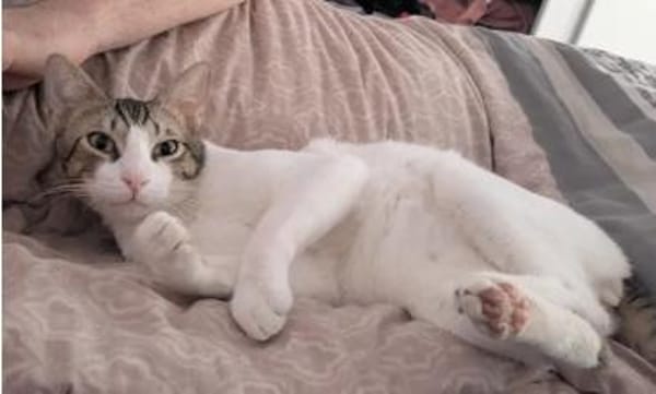 Raúl - zutraulicher, lieber Kater