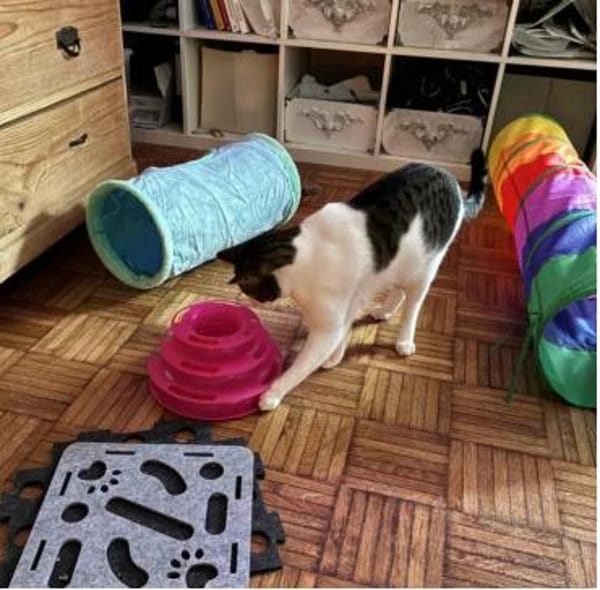 Raúl - zutraulicher, lieber Kater