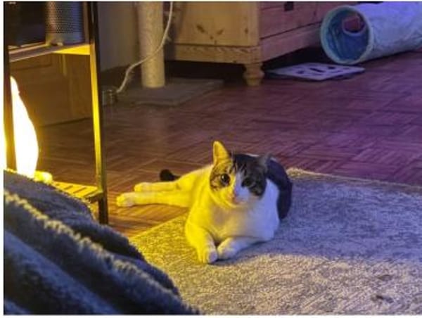 Raúl - zutraulicher, lieber Kater