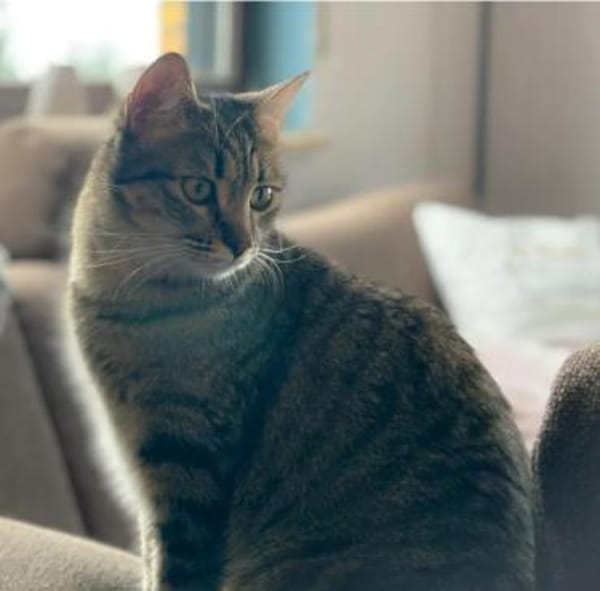 Campana - verspielt & verschmust, ruhig