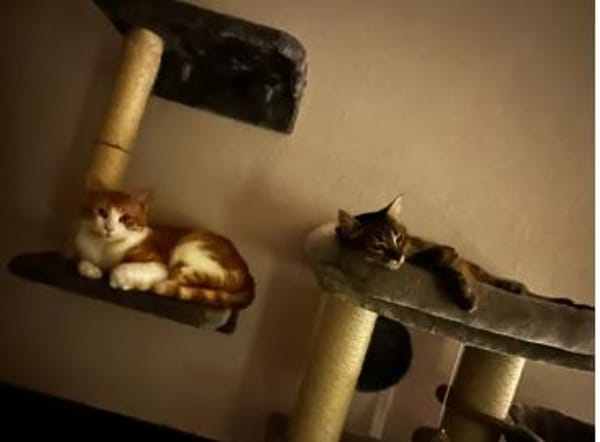 Campana - verspielt & verschmust, ruhig