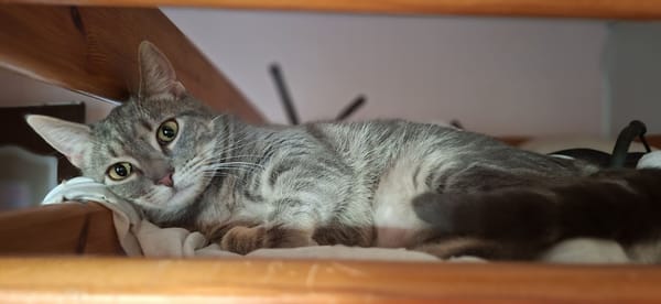 YSALINE ( reservée )