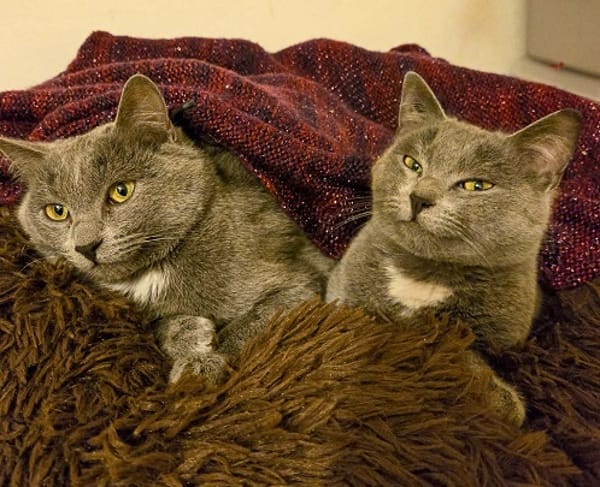 AZALIE et AYA  DOUBLE ADOPTION