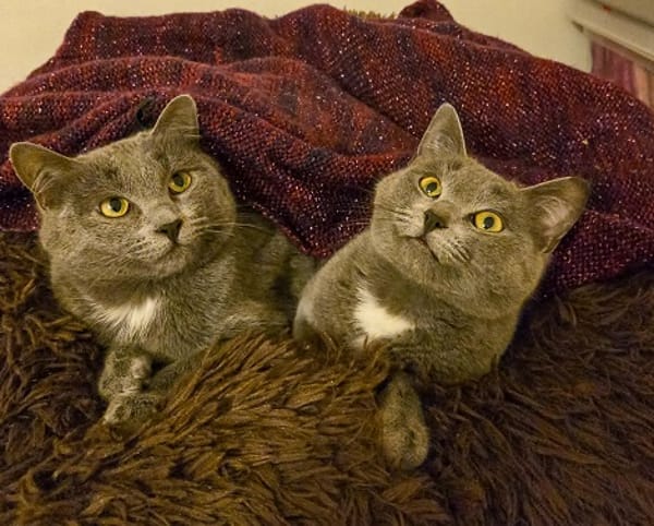 AZALIE et AYA  DOUBLE ADOPTION