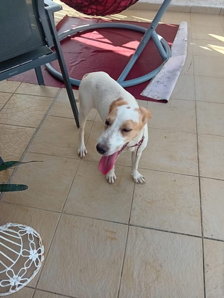 🐾 À L’ADOPTION – KARA, douceur et équilibre au rendez-vous ! 🐾