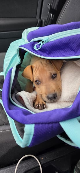 🐾 À L’ADOPTION – LOOPING, petit fauve vif et attendrissant 🐾