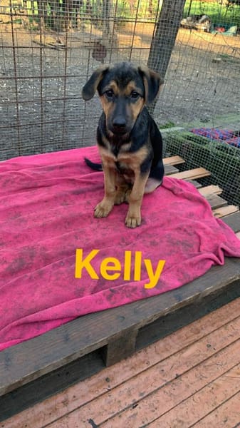 Kelly. Eine Dame sucht Verehrer