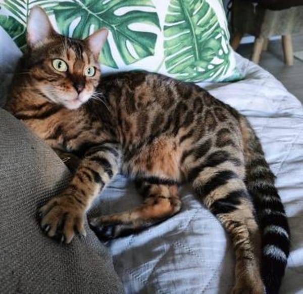 Amber sucht mit Freigang