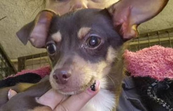 Nolthy süßer 7 Monate alter Chihuahua