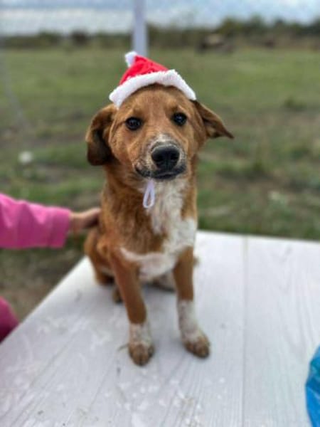 Moritz, klein, schnuckelig, sucht