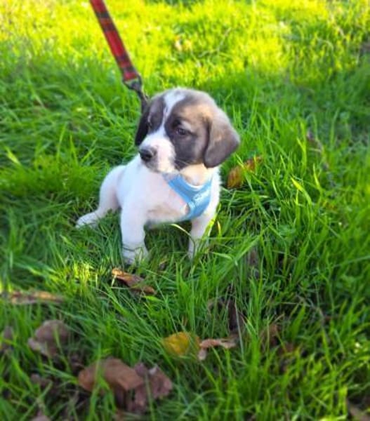 Arnie ein Beagle Mix