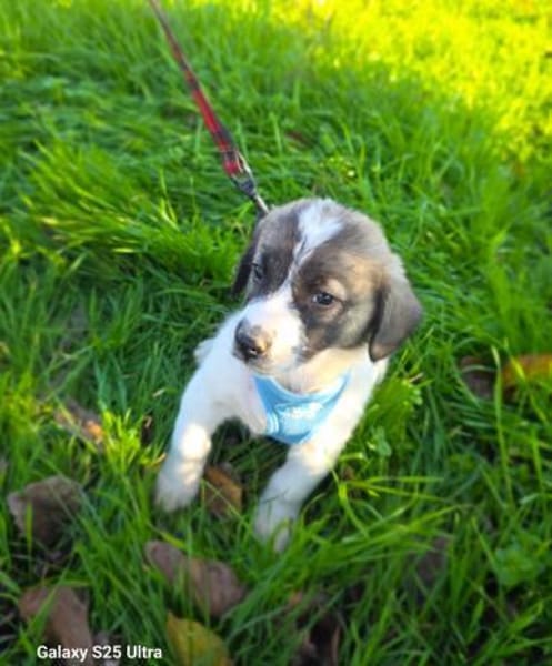 Arnie ein Beagle Mix