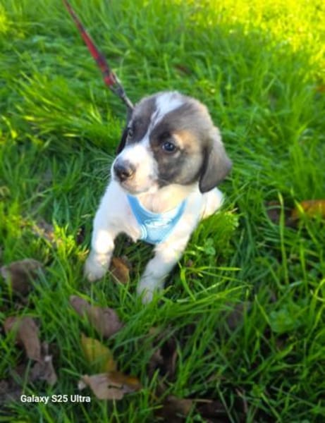 Arnie ein Beagle Mix
