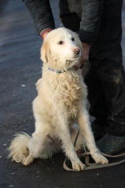 Nuemi - zutraulich u. verspielt