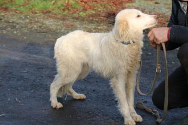 Nuemi - zutraulich u. verspielt