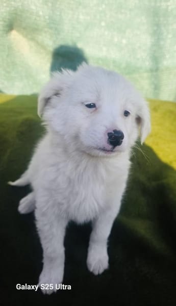 Kleiner Teddy Tobi sucht ein Zuhause