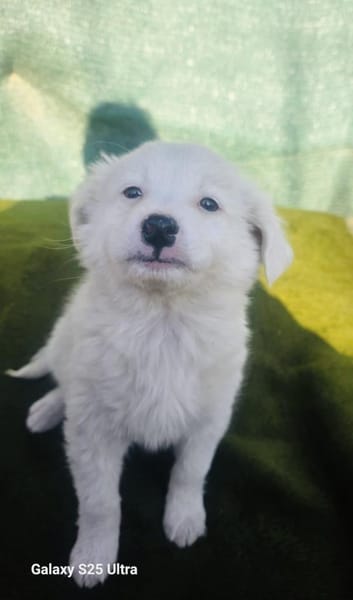 Kleiner Teddy Tobi sucht ein Zuhause