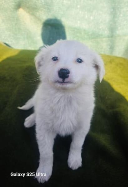 Kleiner Teddy Tobi sucht ein Zuhause