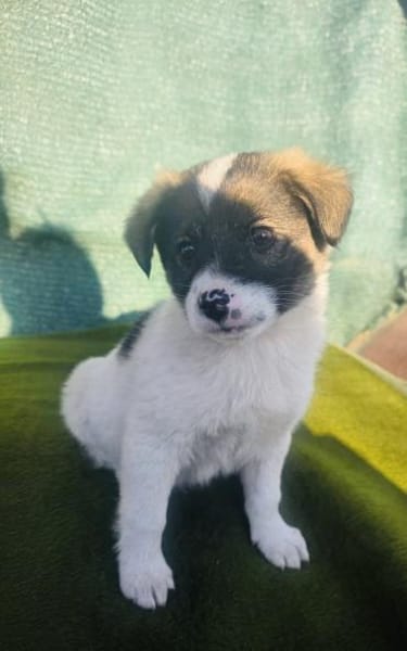 Archi sucht ein Körbchen