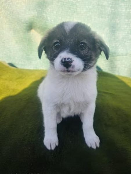 Archi sucht ein Körbchen